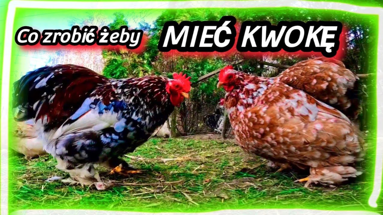 Co zrobić żeby mieć kwokę. KWOKA nie NA ZAWOŁANIE 🐓🐔🐔
