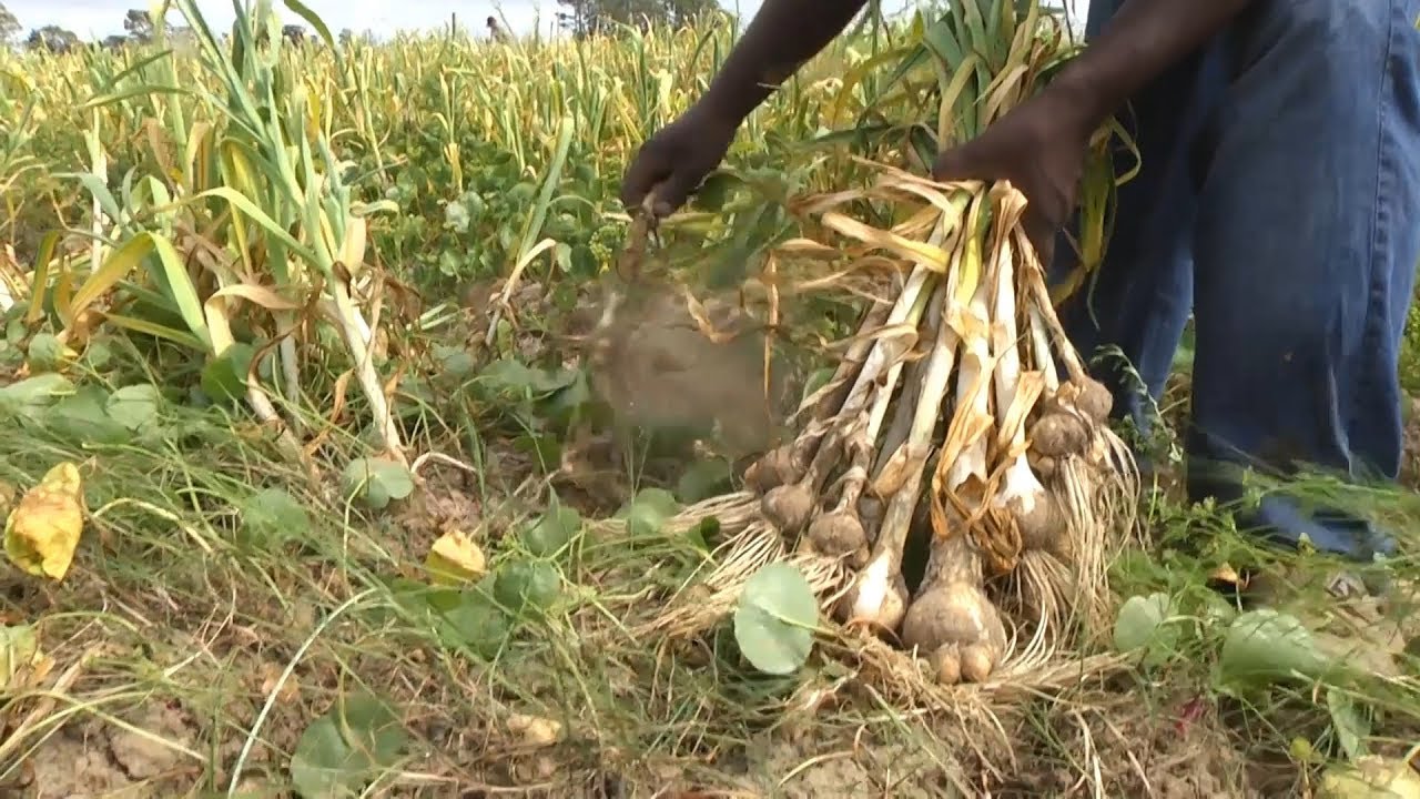 Produção de alho resiste no município de Rio Grande | Programa Terra Sul