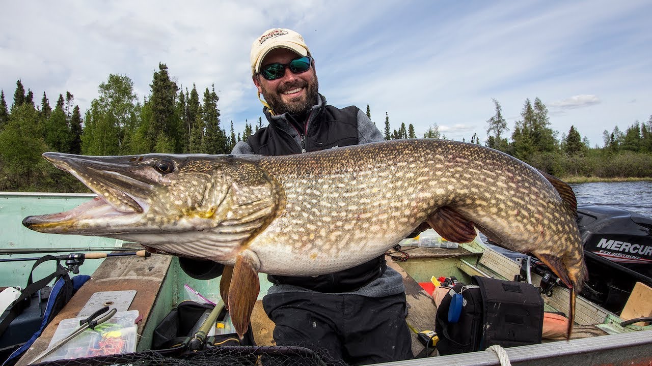 GIANT Pike in Manitoba — Full Fight! ✅