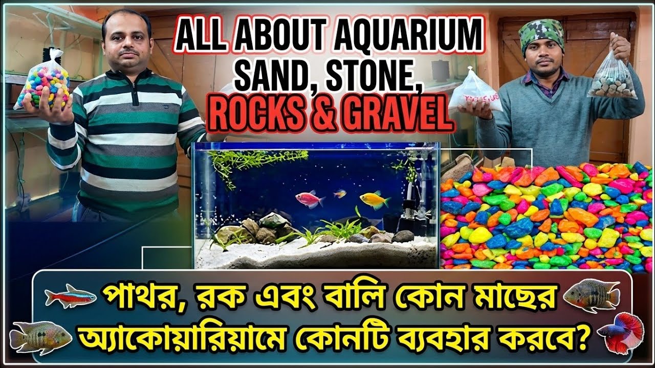 All about aquarium stone,sand,rocks and gravel. পাথর, রক এবং বালি কোনটি একুরিয়ামে ব্যবহার করবে?