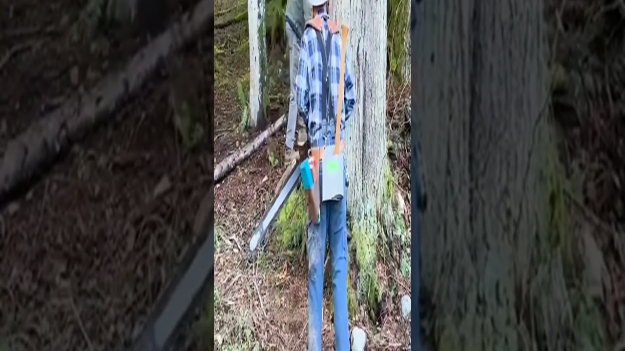 Cutting another rotten tree with stihl 881 #lumberjack #chainsaw #treework #stihlchainsaw #sthil881