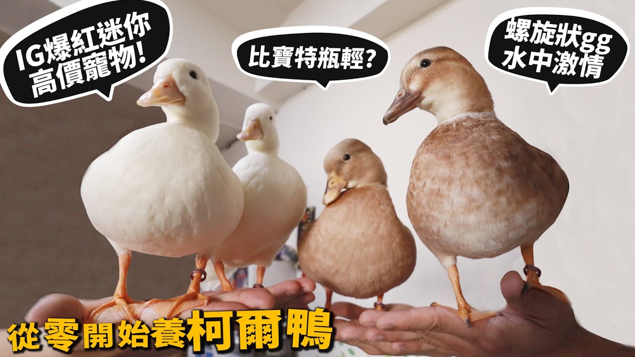 【從零開始養】柯爾鴨!IG爆紅高價萌寵!寶特瓶輕!螺旋狀GG【許伯簡芝】