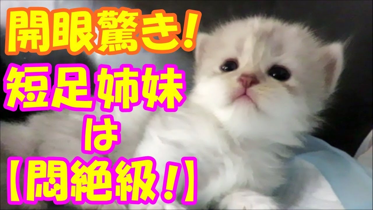 【悶絶級！】死ぬほどかわいい子猫姉妹ｗｗ【キュン死確定！】the cats has cute eyes