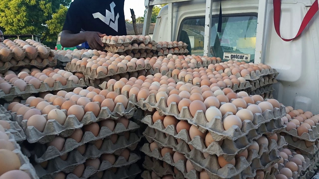 Mayai ya kisasa bei ya tray ni shilingi elf sita na mia tatu (6,300Tsh) tu.

Tunaanza kuuza kuanzia