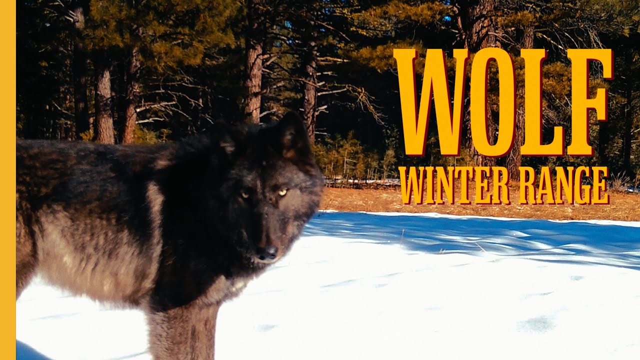 We Found California Wolves In Winter
