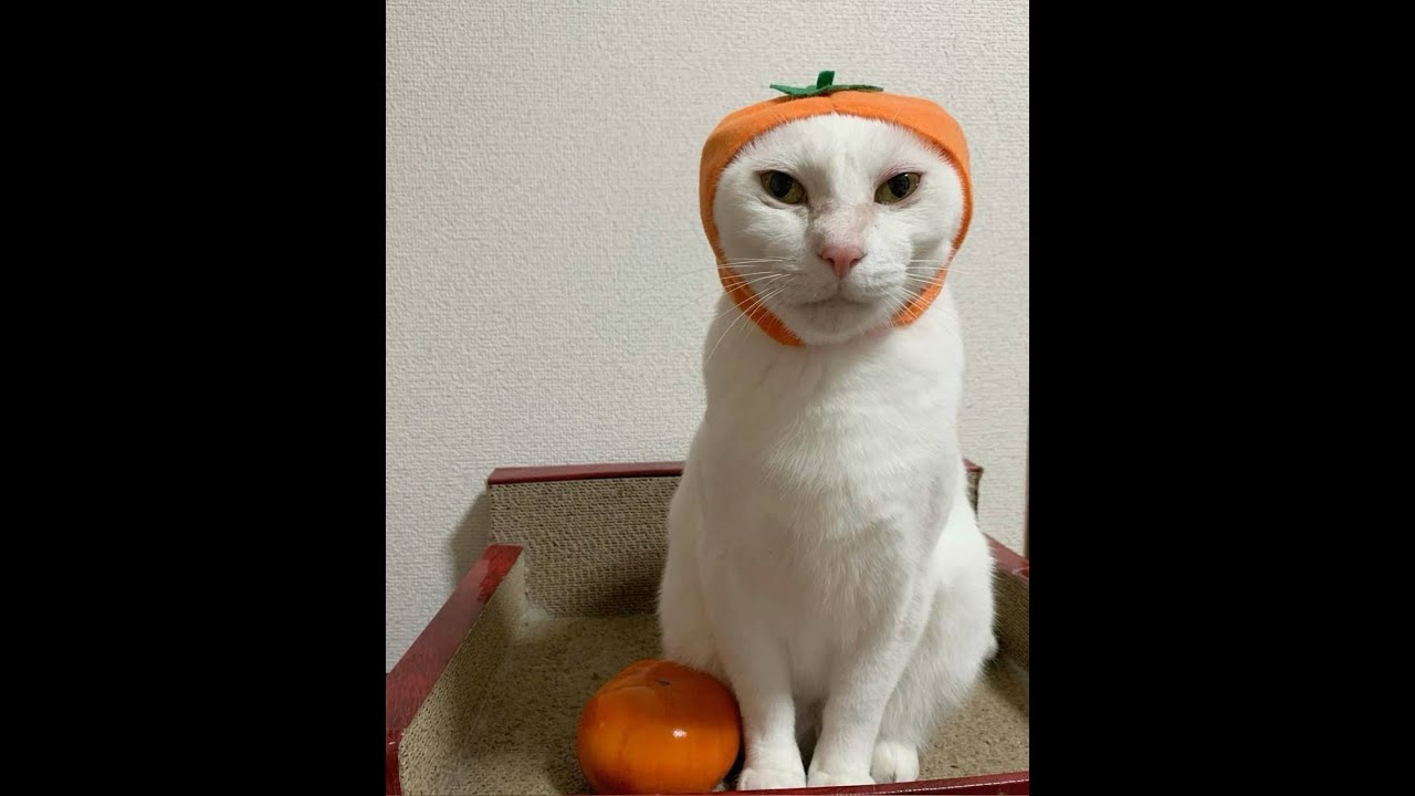 Best Funny Animal Memes 2026 (Try Not To Laugh)