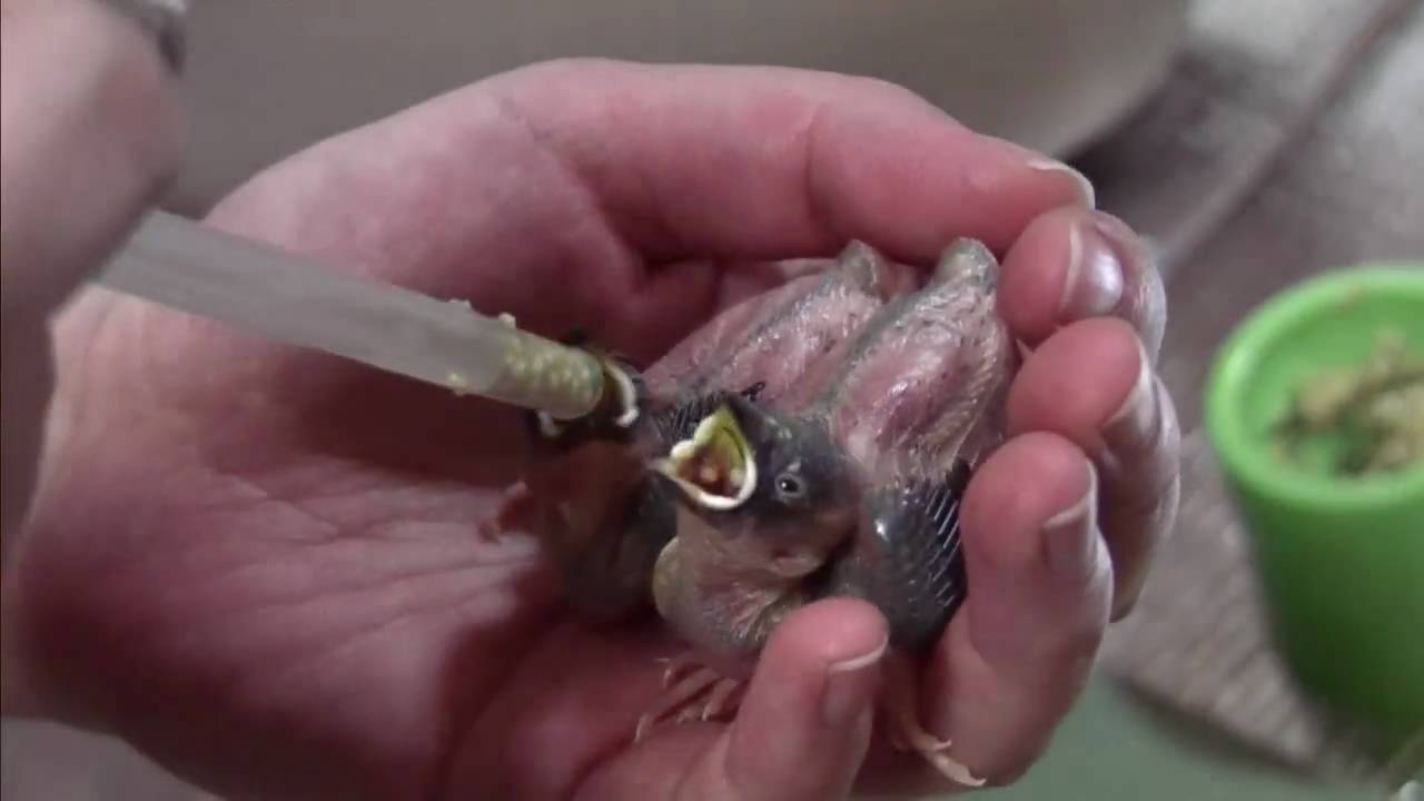 文鳥,Java Sparrow　ヒナ達のエサやり2日目