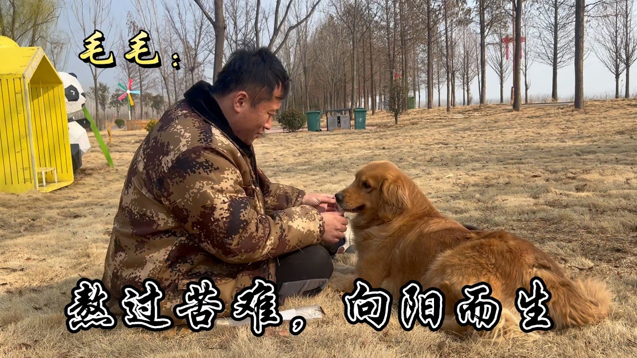 躲過狗販，扛過重病，如今毛毛終于活成了陽光的樣子