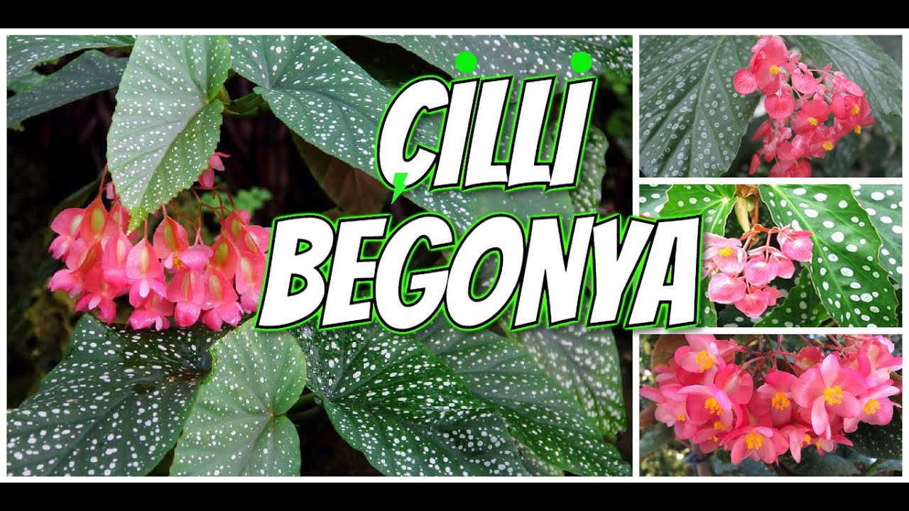 ÇİLLİ BEGONYA BAKIMI