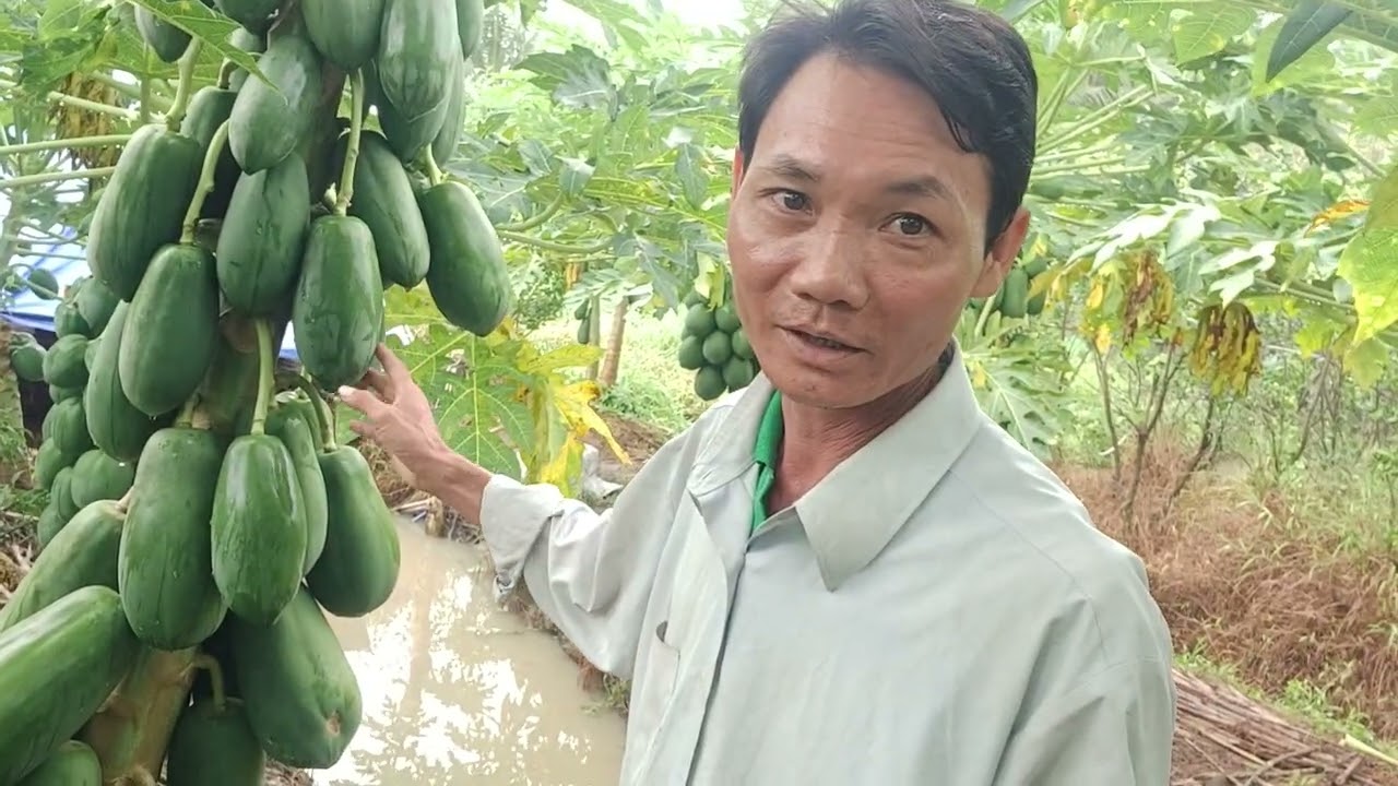 trồng  thử nghiệm đu đủ long an