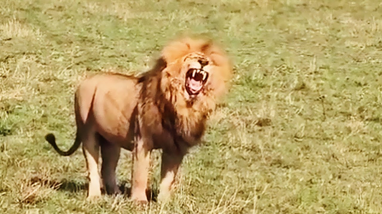 Huge Kaskaz Male Lion Omokale | Masaimara | 2 October 2025