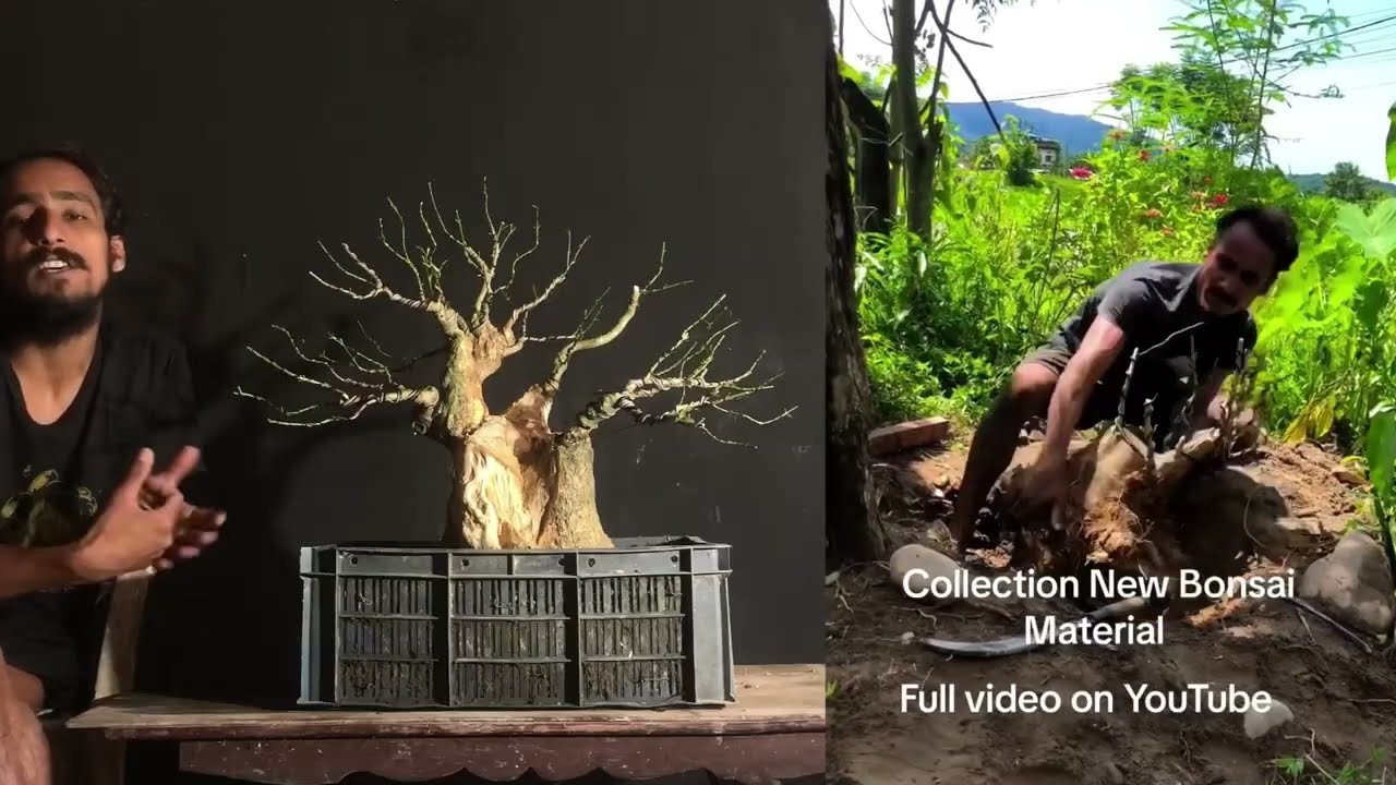 Broom  Naturalist Style Third Years Bonsai Journey 🌳💪 