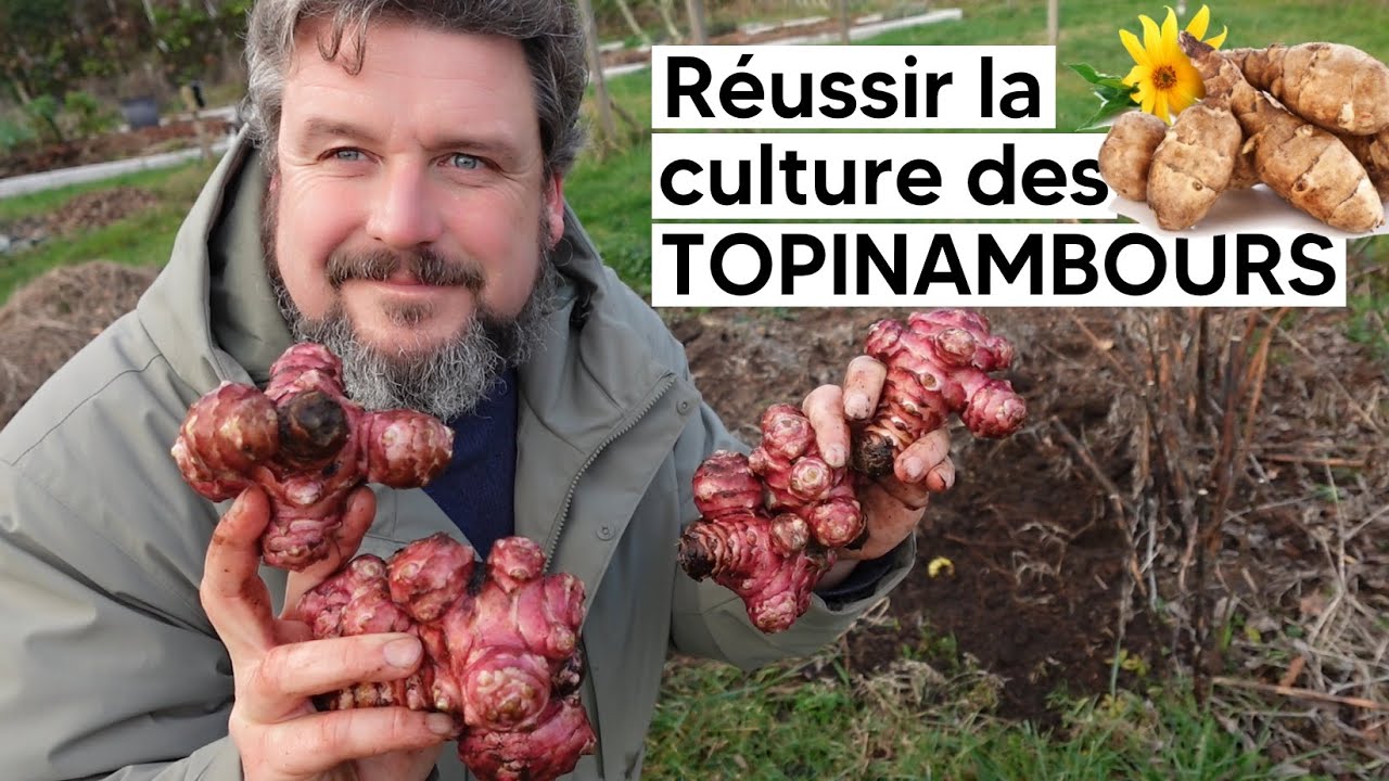 Comment cultiver les TOPINAMBOURS『TUTO』