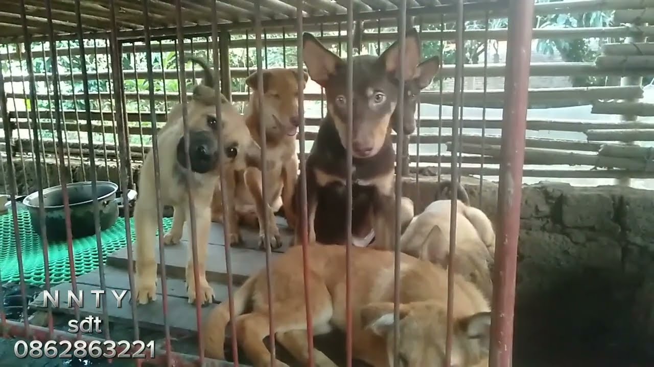 Khẩu phần ăn cho chó hiệu quả nhất | N N T Y