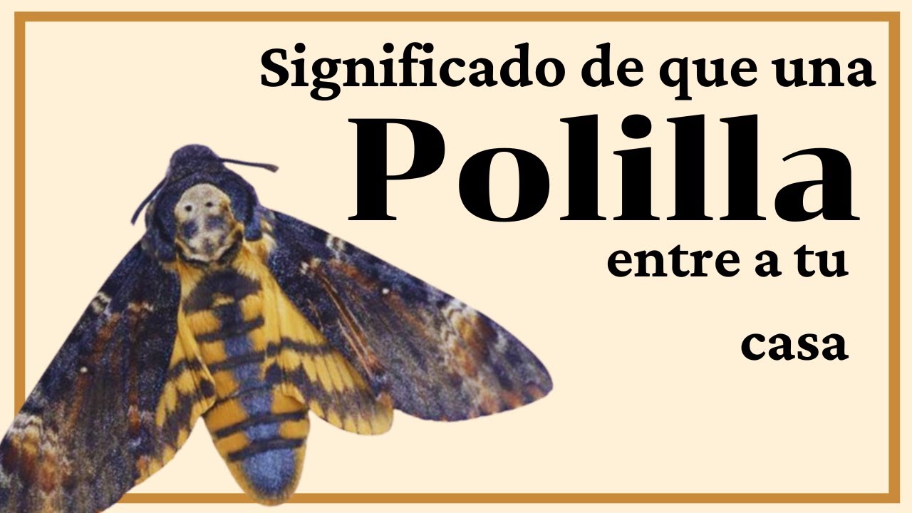 POLILLAS EN CASA Significado