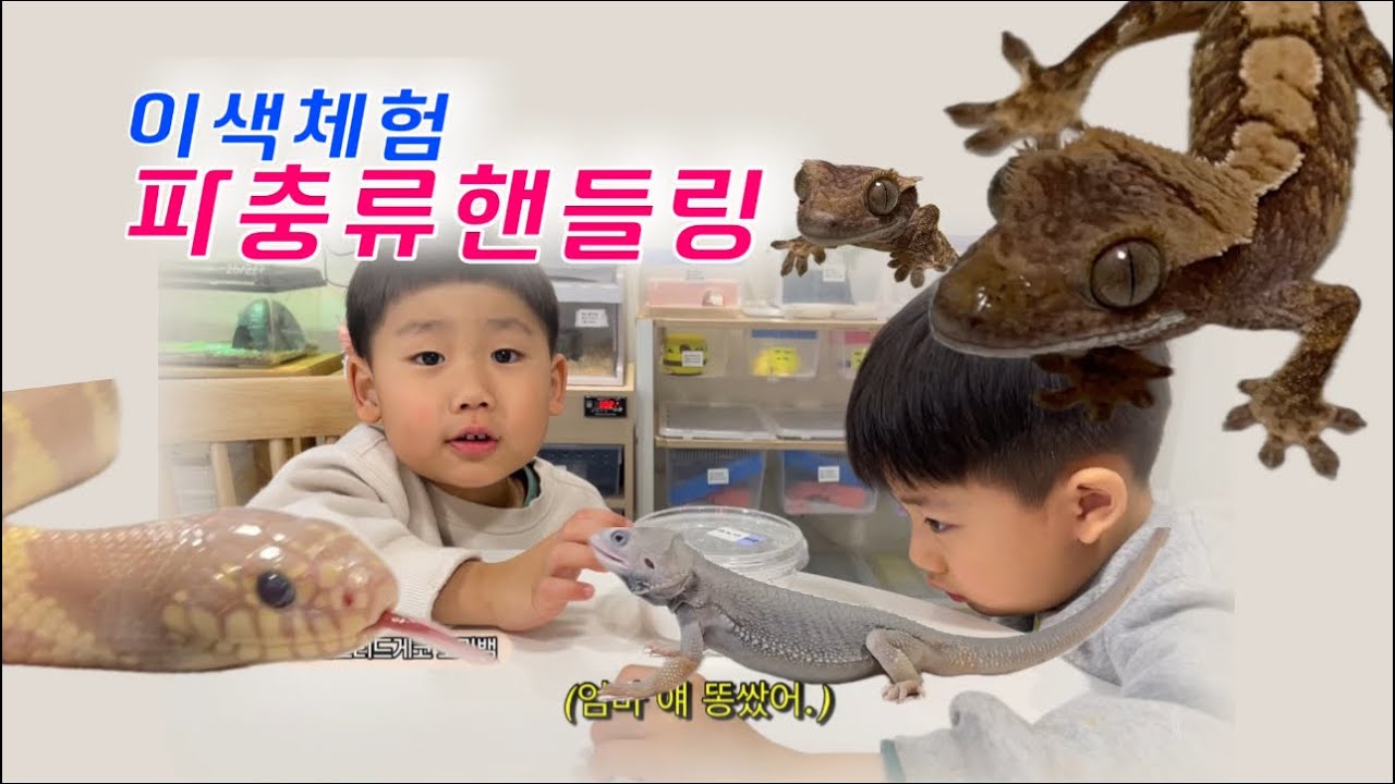 [크레스티드게코 도마뱀] 부산 파충류샵 | 도마뱀 집사가 되는 과정 | 라벤더킹, 볼파이톤, 비어디드래곤, 설가타육지거북, 동헤르만육지거북 | 핸들링 체험