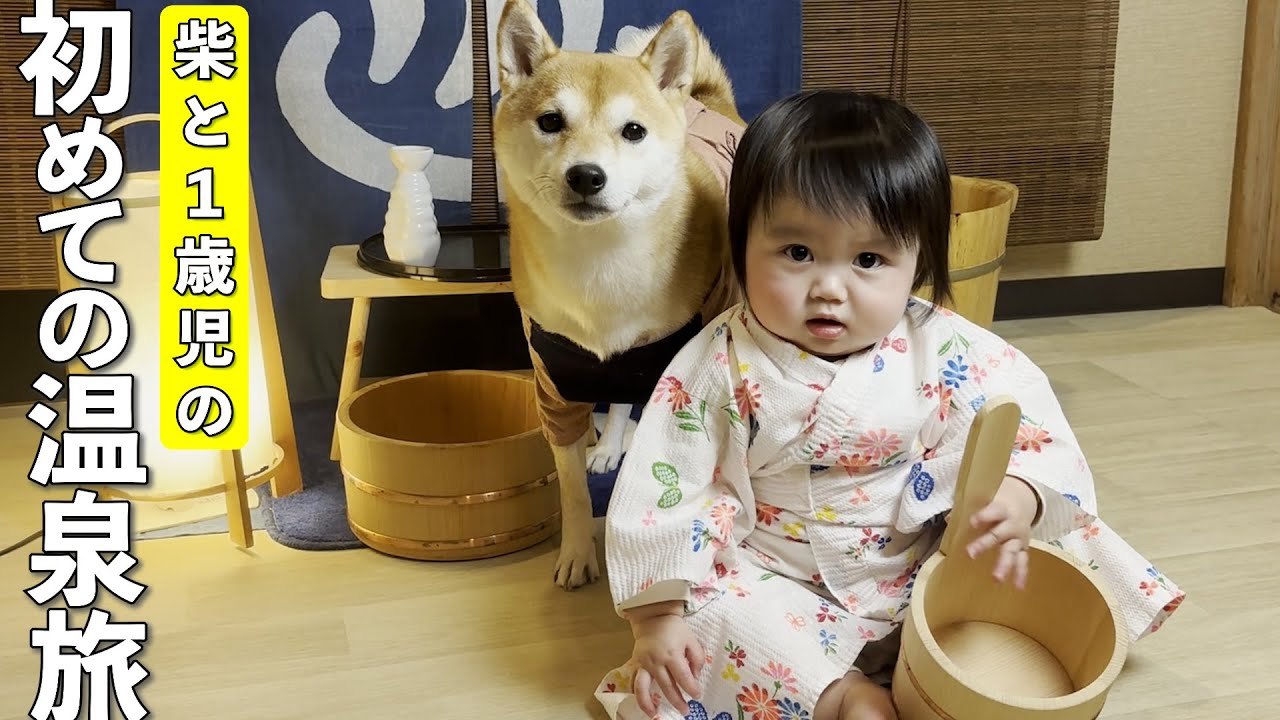 柴犬と1歳児、初めての温泉旅で見せた癒しのリアクション