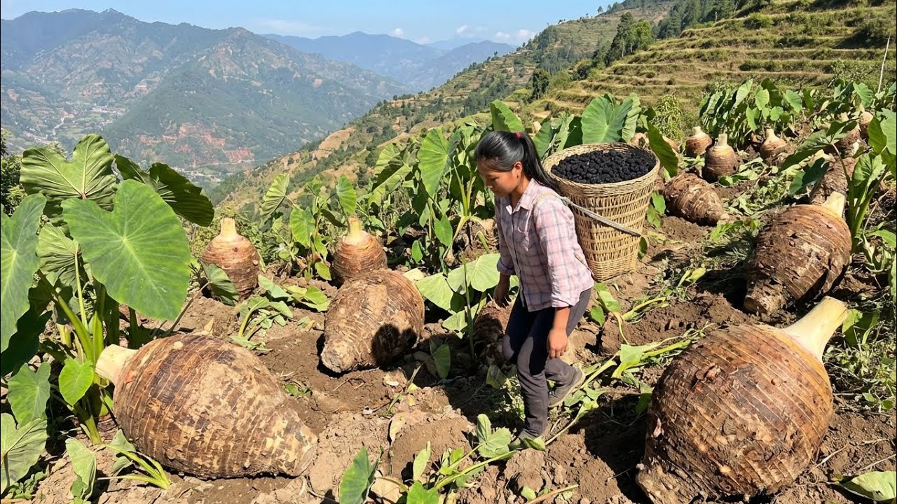 Harvesting Giant Taro And Fresh Mulberries in the Mountain Fields 🌿