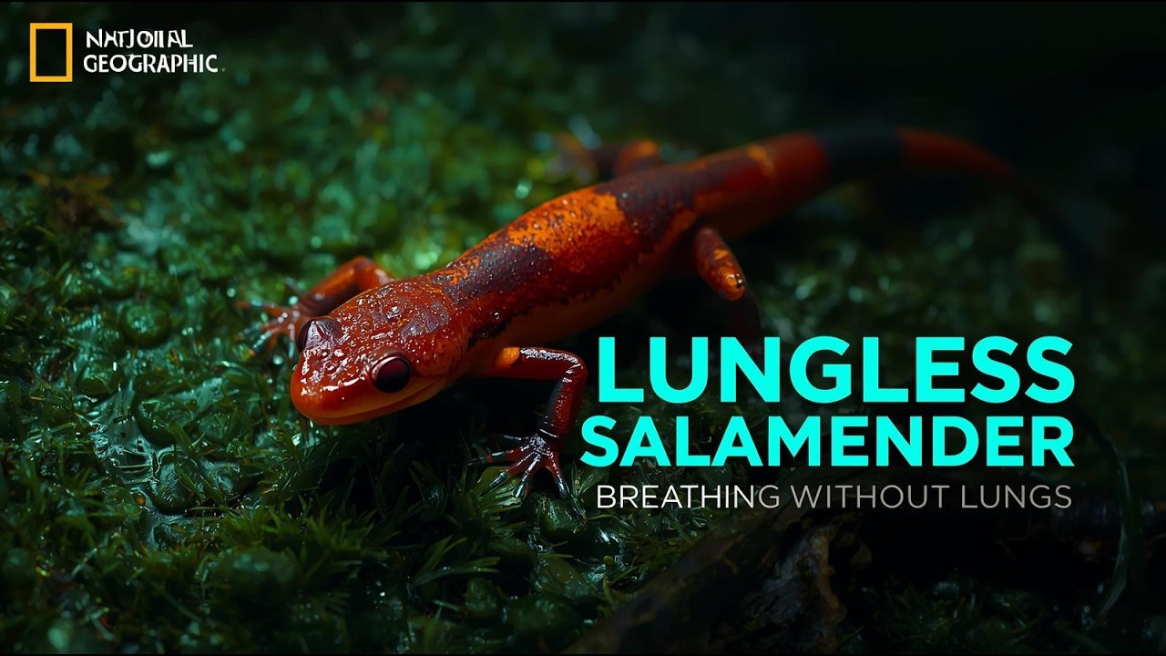 Lungless Salamander: The Amphibian That Learned to Breathe Without Lungs