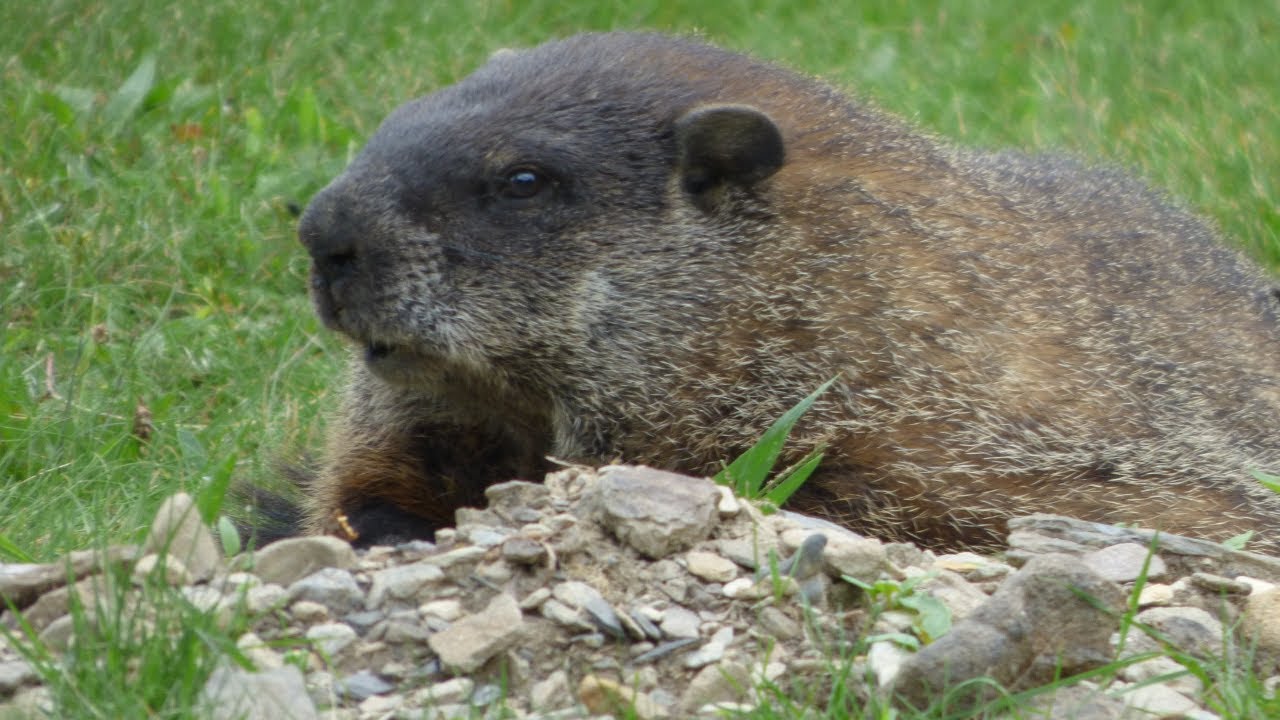 Groundhog - over a minute of a woodchuck sitting around - whistle pig #wildlife #animals