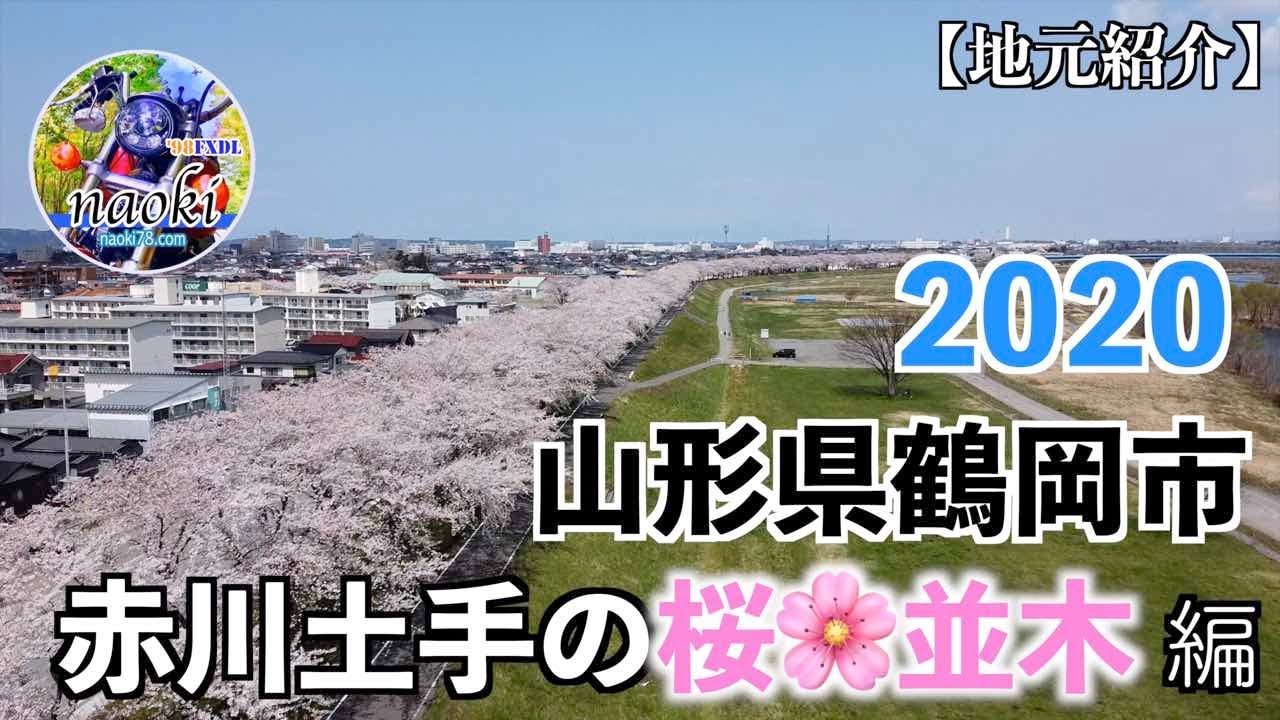 【地元紹介】山形県鶴岡市「赤川土手の桜並木」編