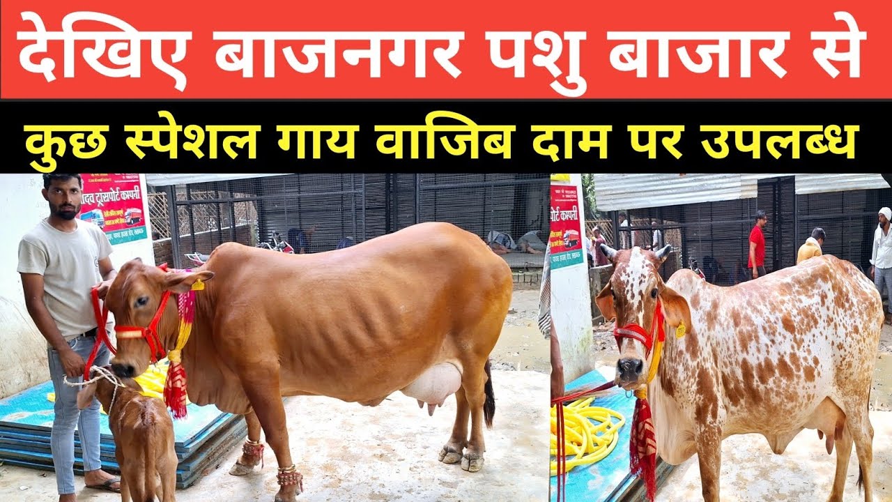 देखिए बाजनगर पशु बाजार में 30 से 60 हजार में कुछ स्पेशल गाय || lucknow pashu bajar | cow for sale