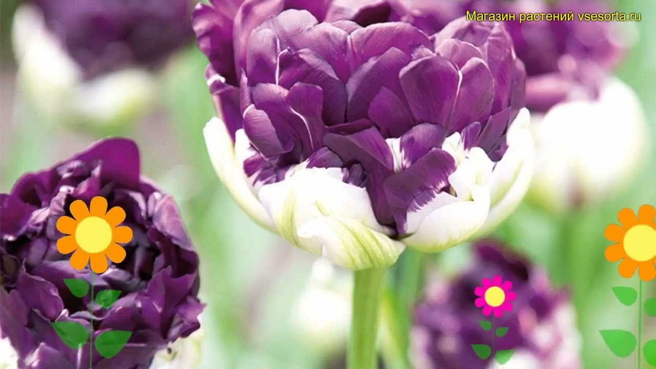 Тюльпан пионовидный Блю Вау  Краткий обзор, описание характеристик tulipa Blue Wow