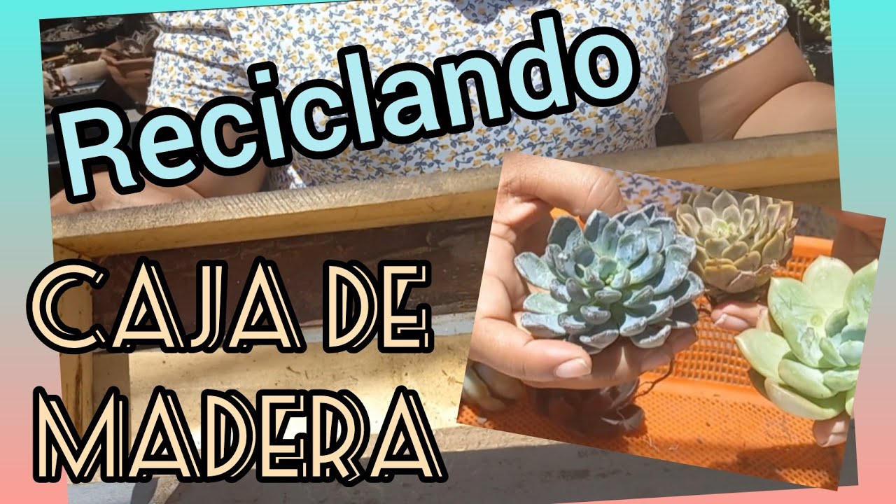 Como hago un arreglo de suculentas con una caja de madera reciclada #suculentas #arreglosflorales