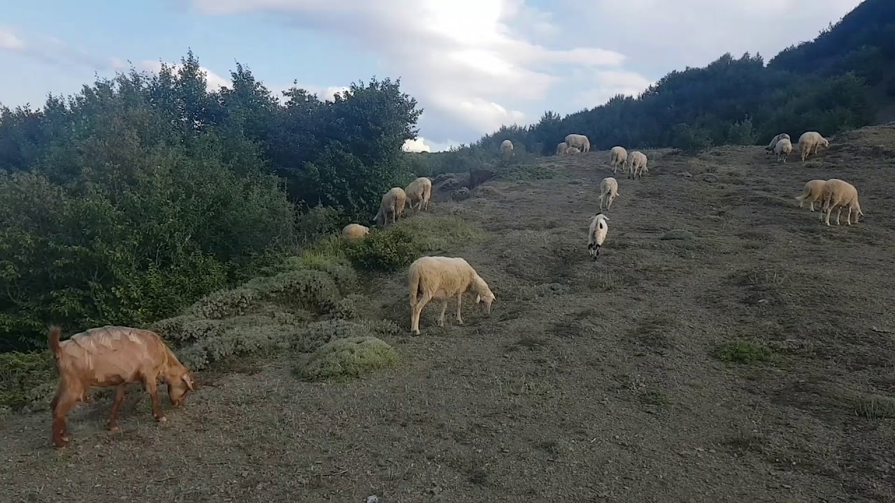Karalar güney köyü/ Sansar dağı -gökgedük-Çorum/osmancık