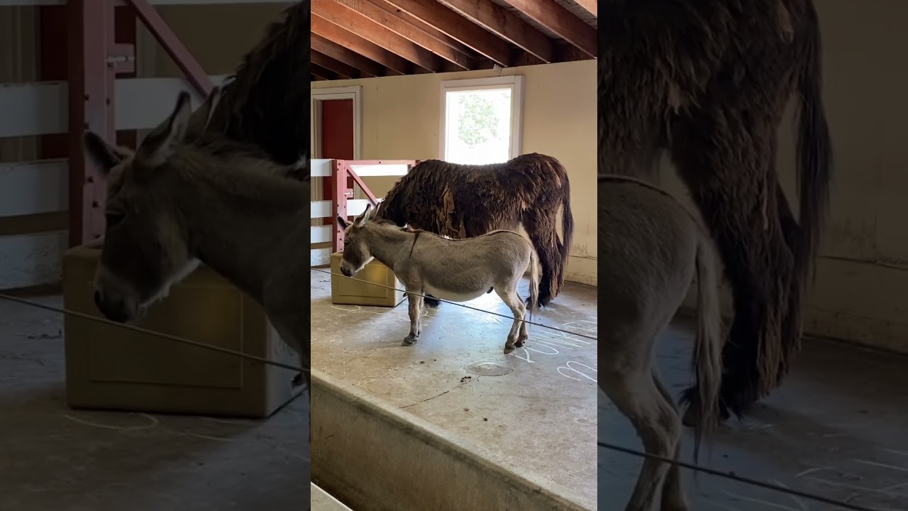 Miniature Donkey & Mule Best Friends ￼#shots #animals #cuteanimals #animalplanet #zoo #donkey ￼#mule