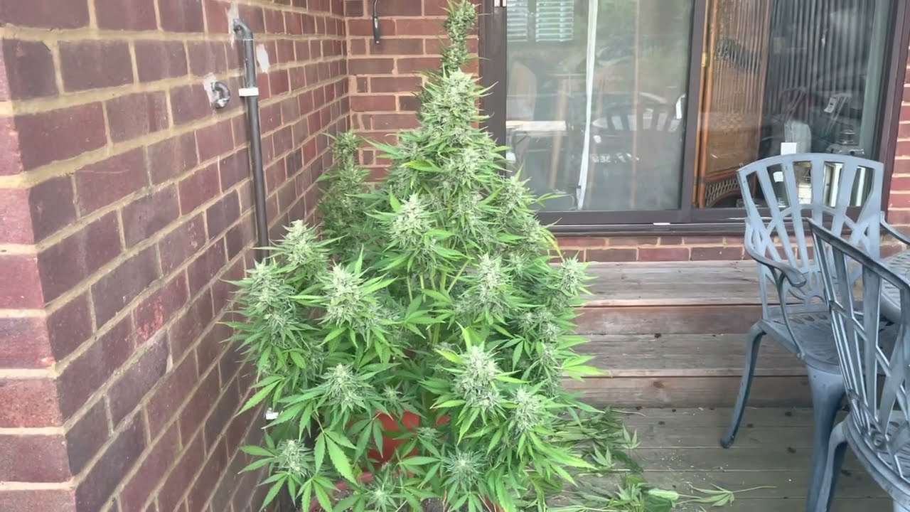 Uk outdoor 2022 Sensi seeds white widow auto