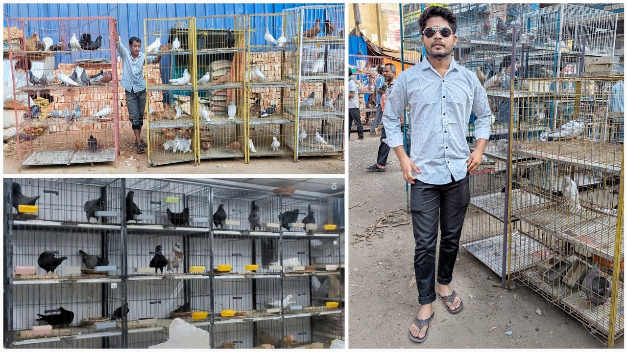 দেওয়ানহাট কবুতর বাজারের একটি জগত 🤯 ভাই অবাক হলাম