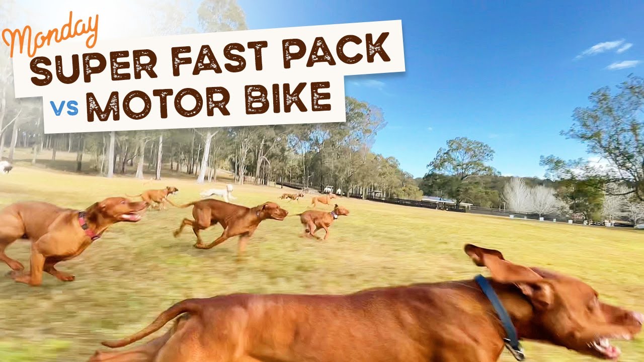 A super fast pack of Vizslas, Boxers, Labradors and more race the motorbike in the big paddock