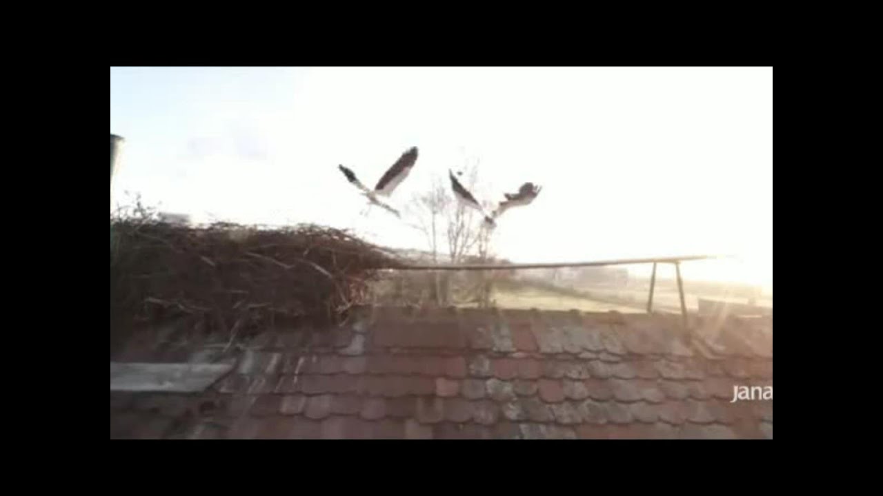 Malena & Klepetan - Malena Made A Rare Flight With Klepetan!