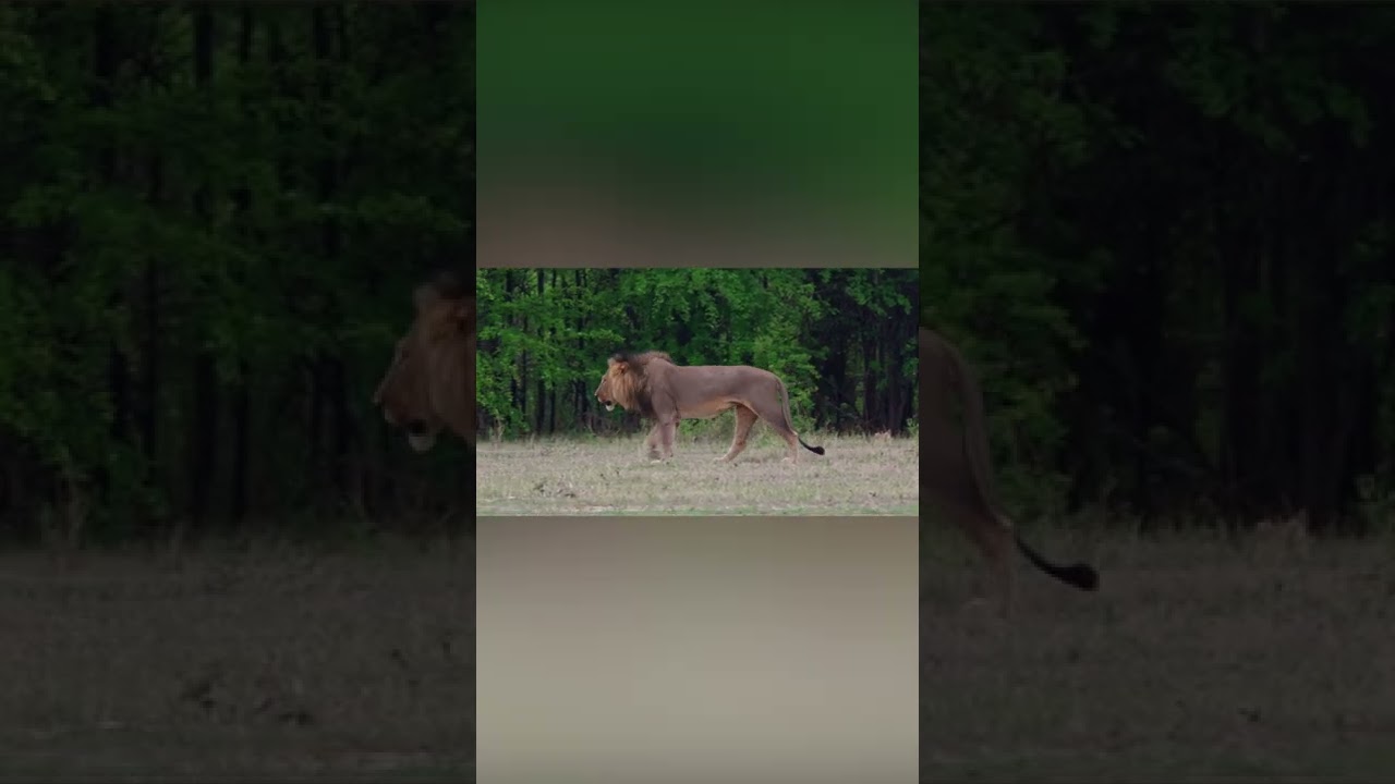 The cape lion with its distinct black colored mane 