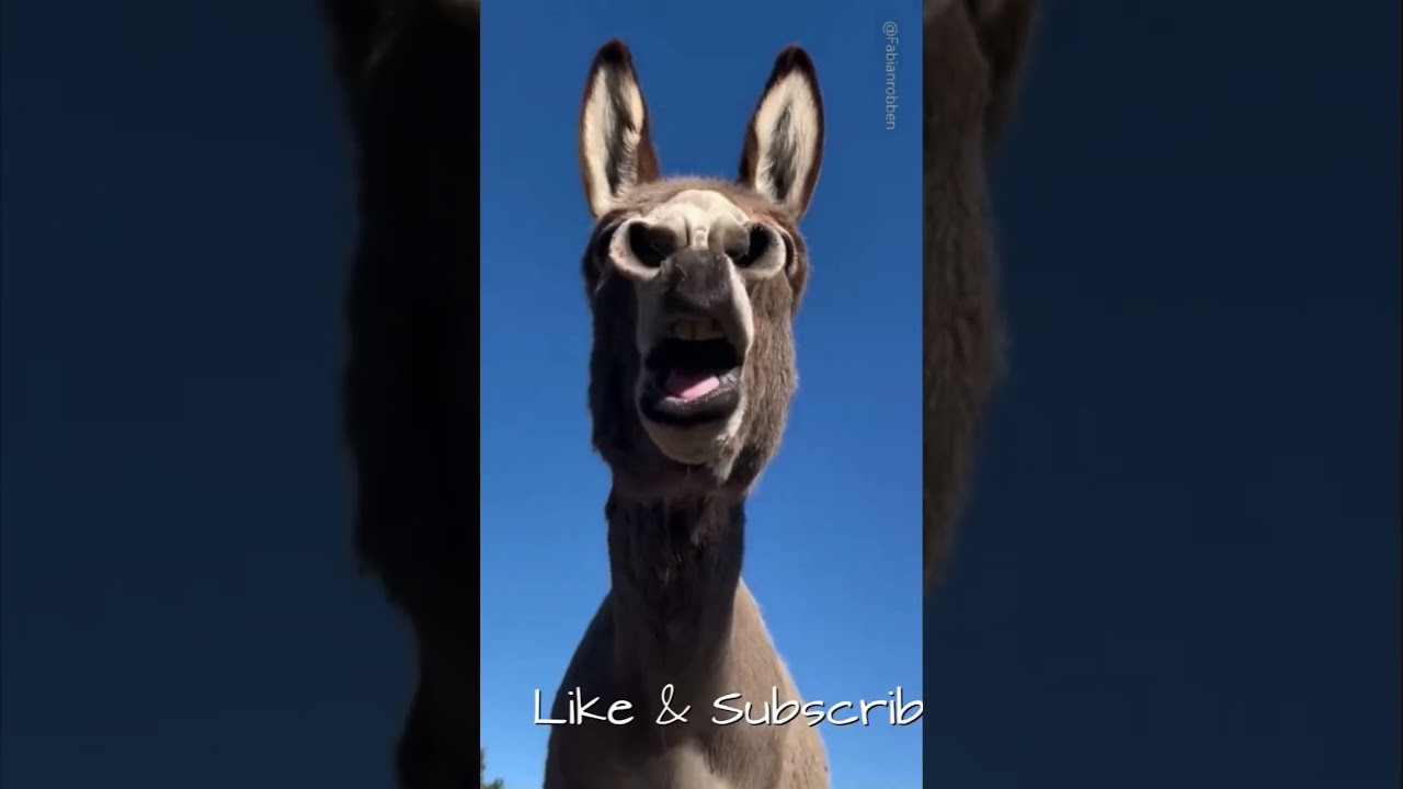 FailJail// Failreaction Donkeyversion.