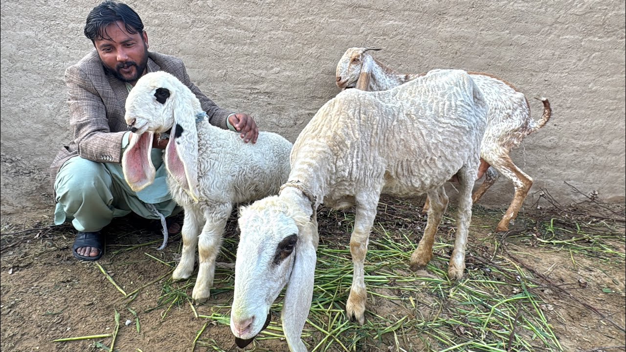 Hum Sheep Le Rahe Hain