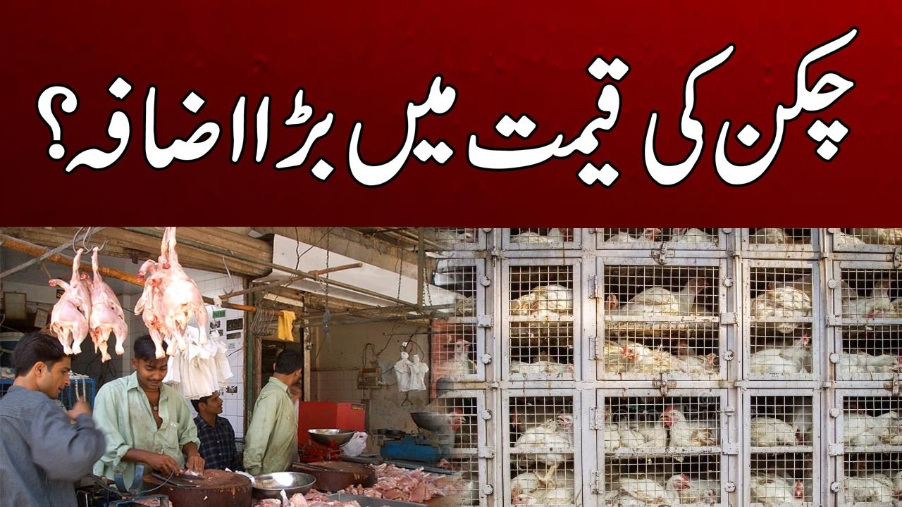 Big Increase In Chicken Price | Breaking News | Today Rate List | City41