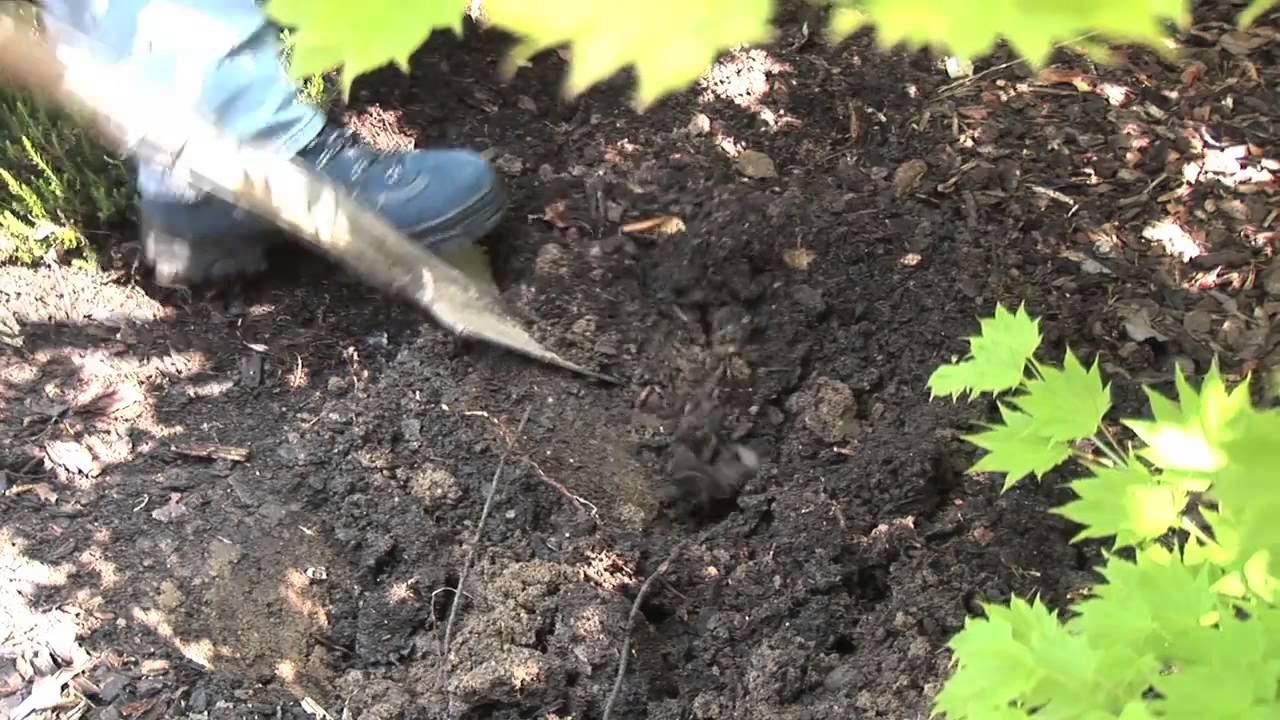 Heidelbeeren pflanzen und pflegen