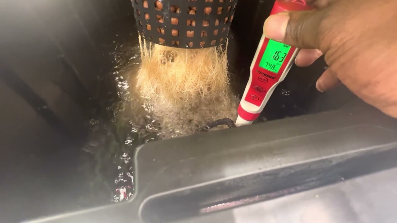DWC PH and PPM issues and how to fix