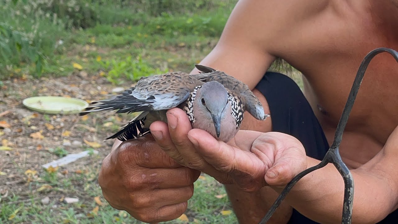 Bẫy cu gáy bằng bẫy giò.