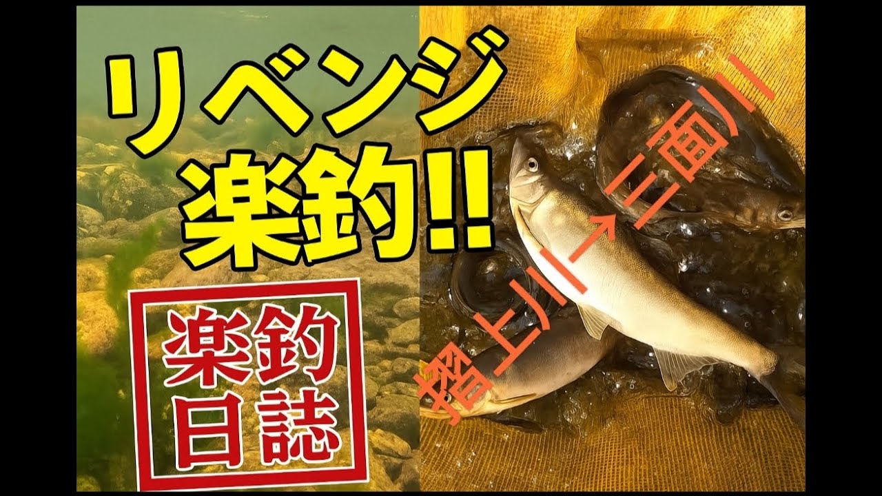 2025初鮎釣行！摺上川＆三面川！