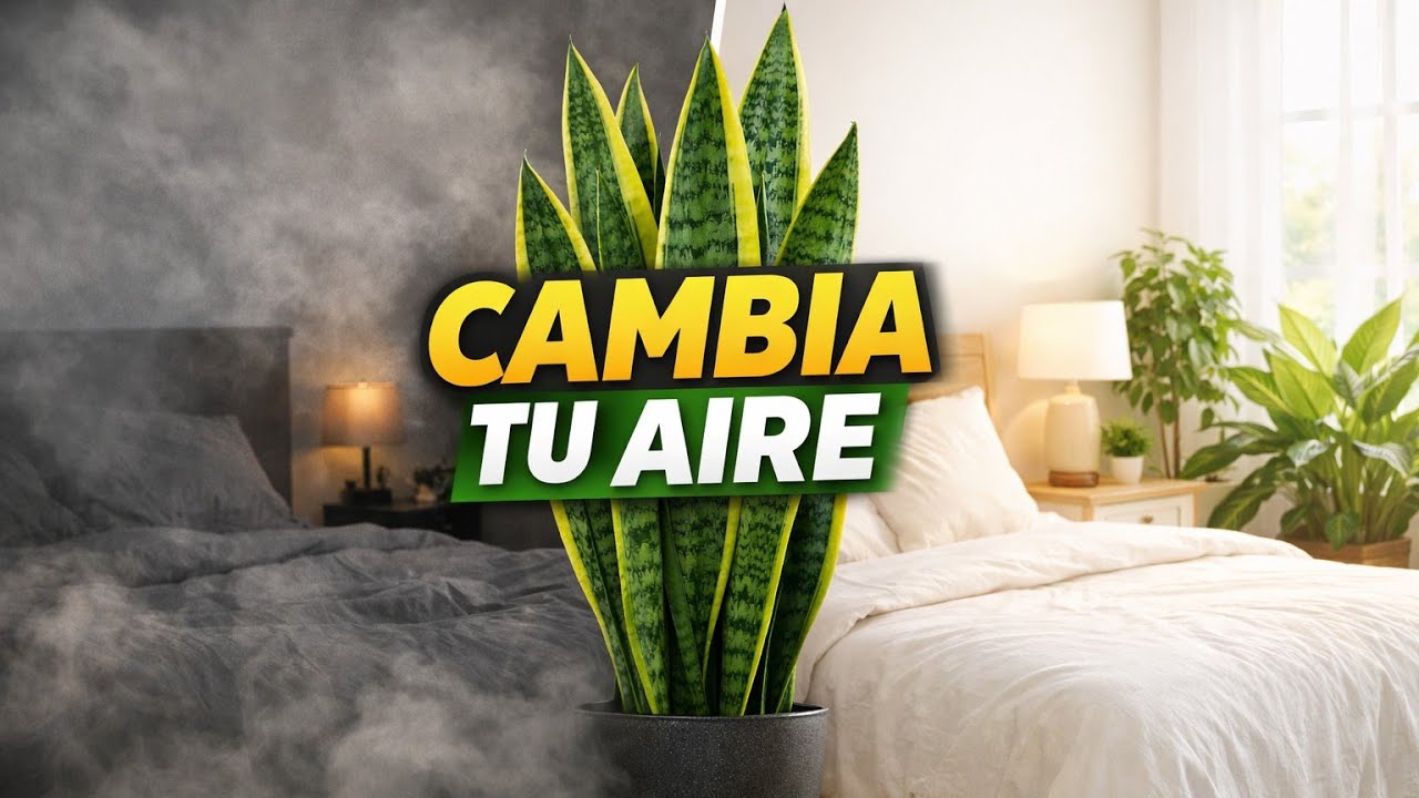 7 Plantas que PURIFICAN el Aire de tu Dormitorio 🌿 (Respira Mejor Mientras Duermes)