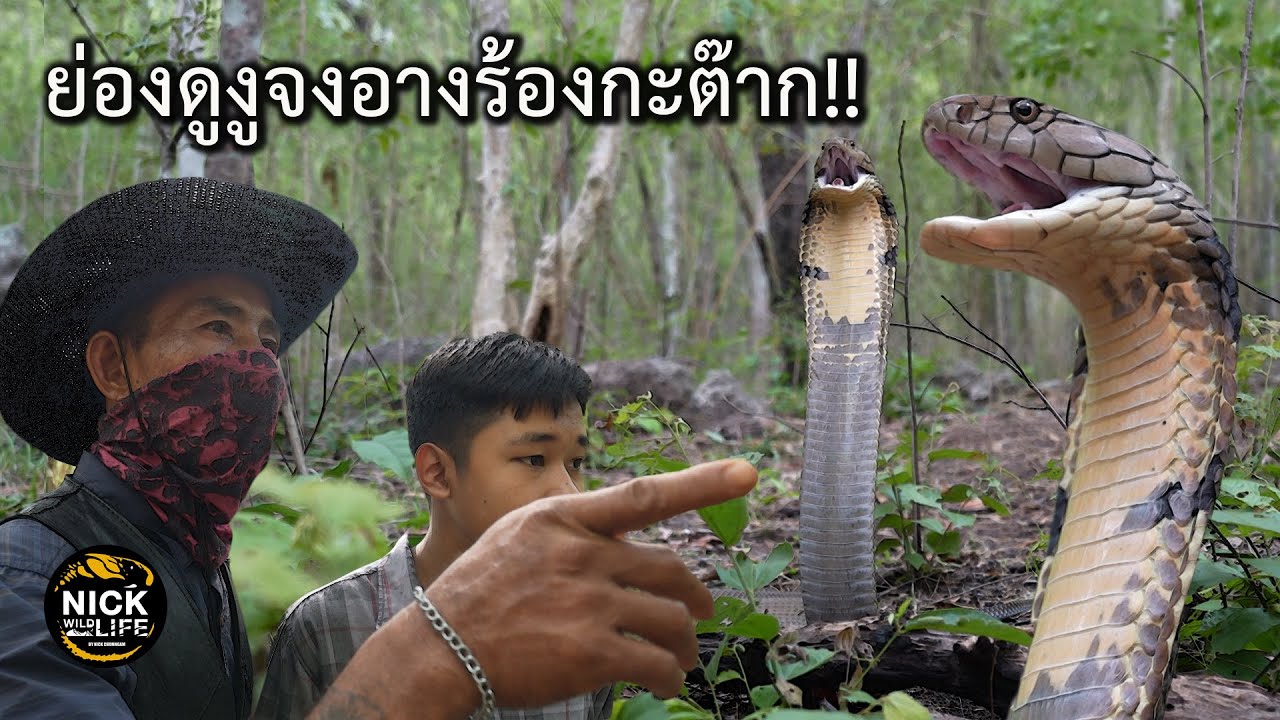 ลุยดิบ EP.9 ย่องดูงูจงอางร้องกะต๊าก!!