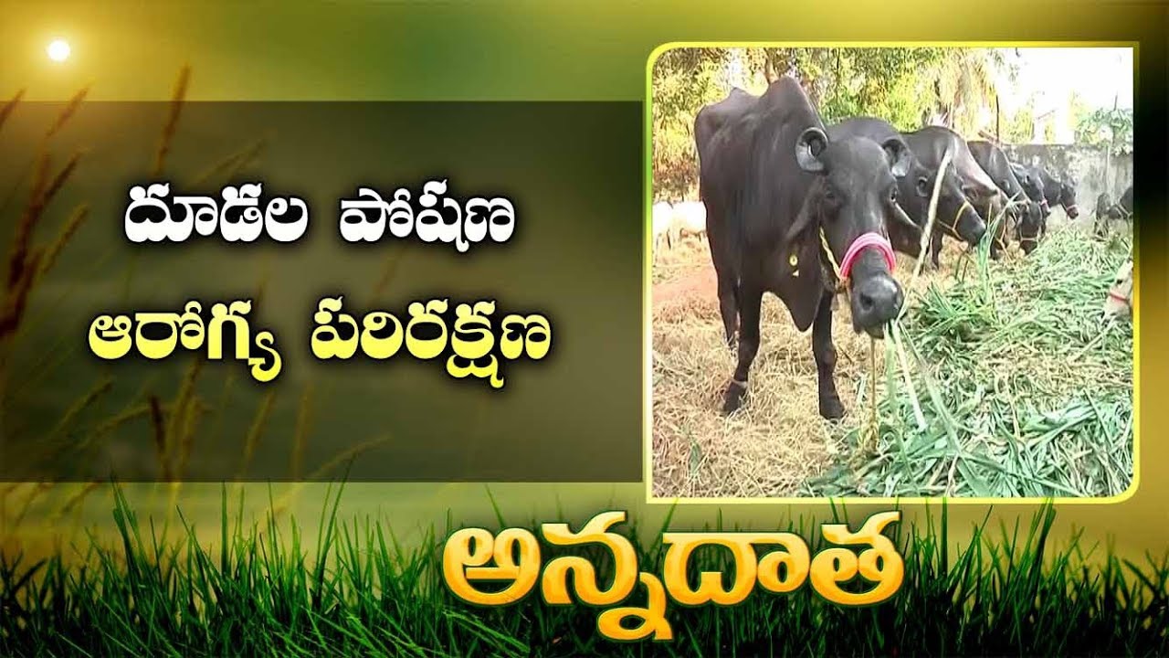 Care & Management Of Calves