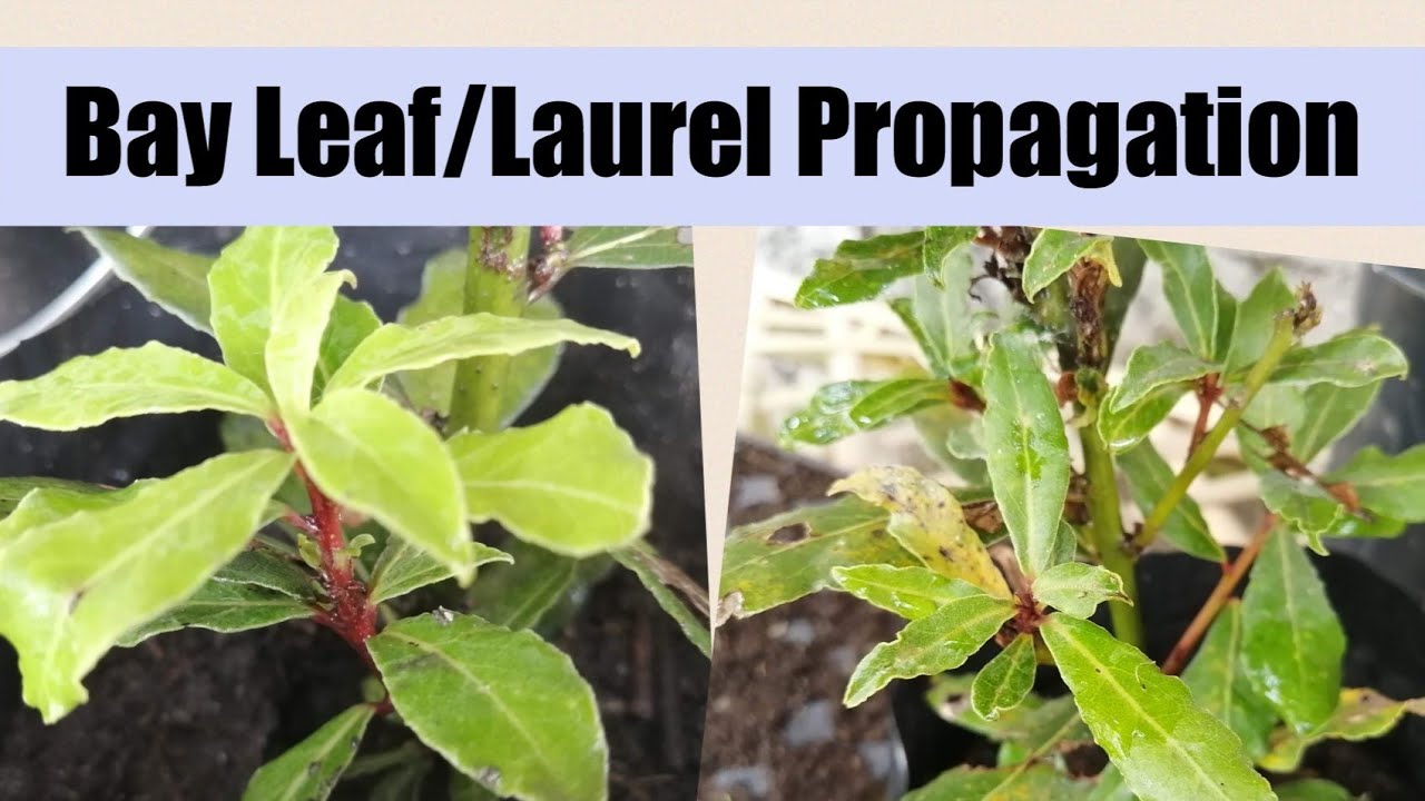 How to Propagate Laurel - Marcotting/ Bay Leaf Air Layering