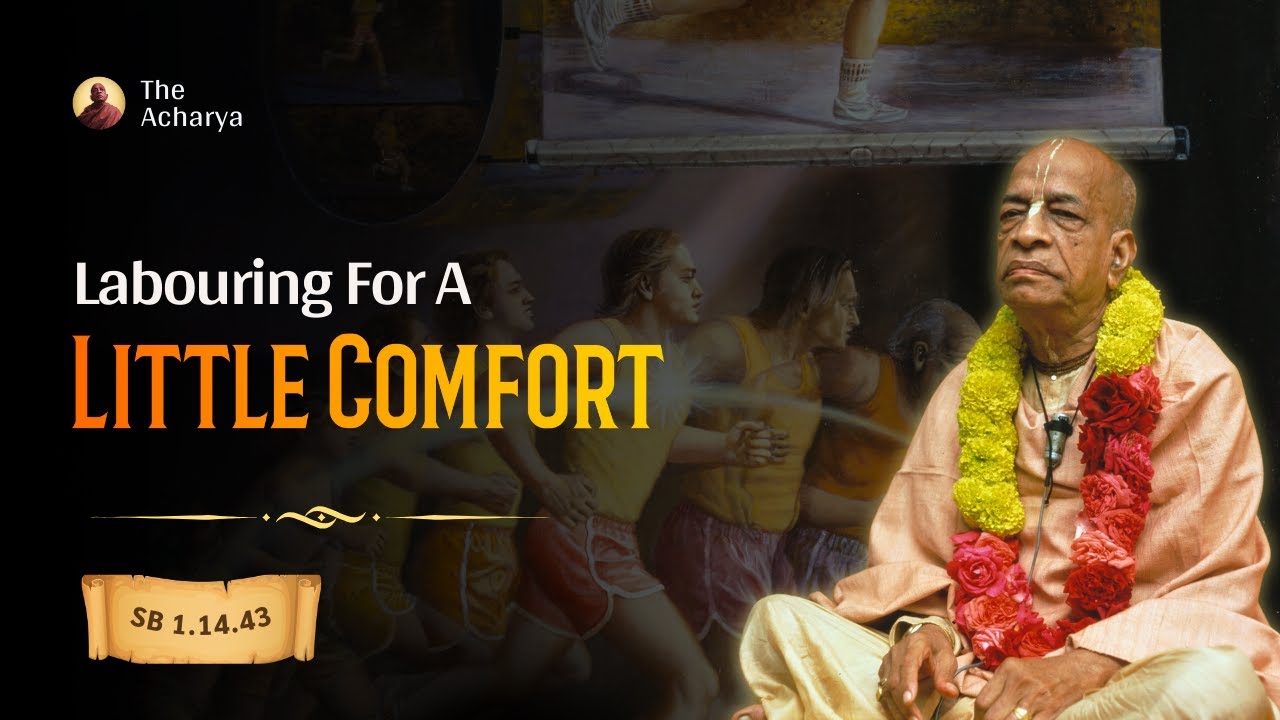 Labouring For A Little Comfort | SB 1.14.43 | New York | Srila Prabhupada