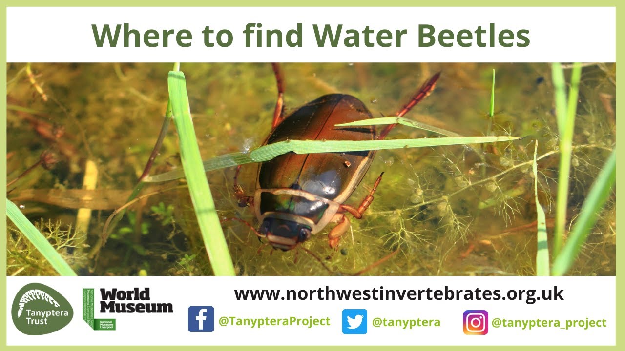 Where to find Water Beetles in the UK