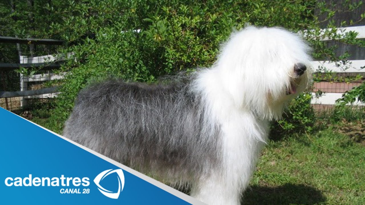 La belleza de los perros Pastor Inglés / entrevista a Nestor Arriaga