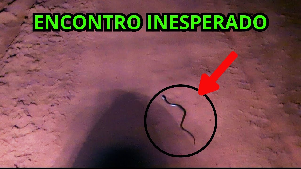Um encontro INUSITADO no meio da estrada a NOITE: AMAZÔNIA... 🐍